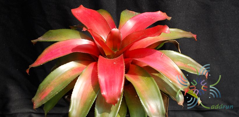 สับปะรดสี นีโอเรเจเลีย เกรซ Neoregelia 'Grace'