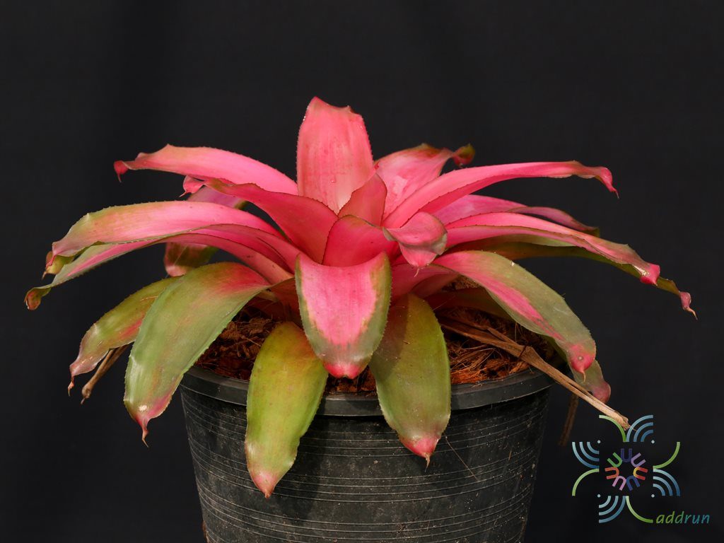 สับปะรดสี นีโอเรเจเลีย เกรซ Neoregelia 'Grace'