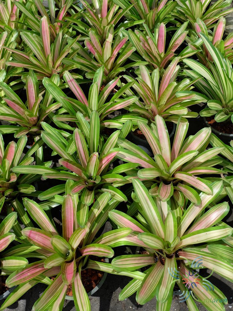 สับปะรดสี นีโอเรเจเลีย มาร์ติน Neoregelia 'Martin'