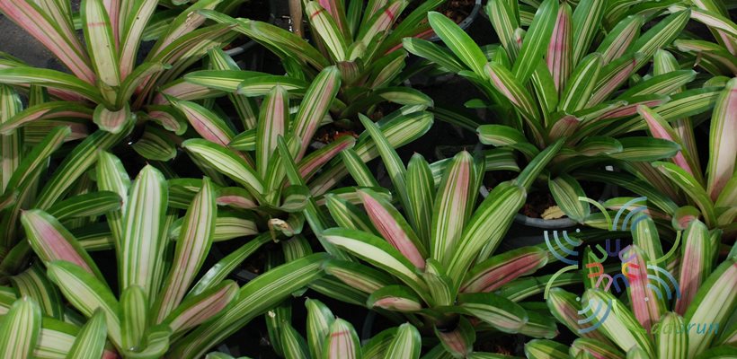 สับปะรดสี นีโอเรเจเลีย มาร์ติน Neoregelia 'Martin'