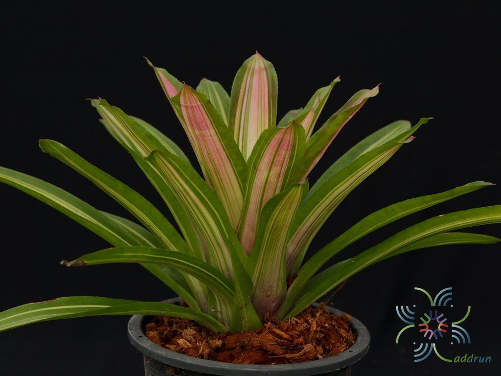 สับปะรดสี นีโอเรเจเลีย มาร์ติน Neoregelia 'Martin'