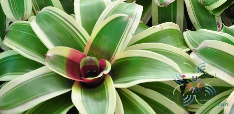 สับปะรดสี นีโอเรเจเลีย โมราโด Neoregelia 'Morado'