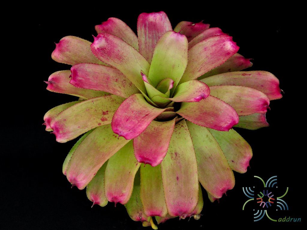 สับปะรดสี นีโอเรเจเลีย ซันเดย์ เบสท์ Neoregelia 'Sunday Best'