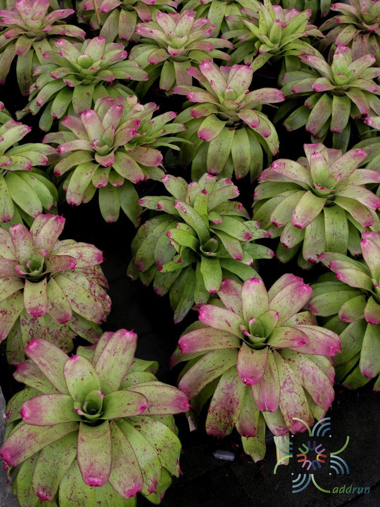 สับปะรดสี นีโอเรเจเลีย ซันเดย์ เบสท์ Neoregelia 'Sunday Best'
