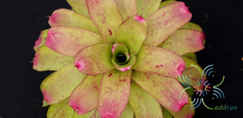 สับปะรดสี นีโอเรเจเลีย ซันเดย์ เบสท์ Neoregelia 'Sunday Best'