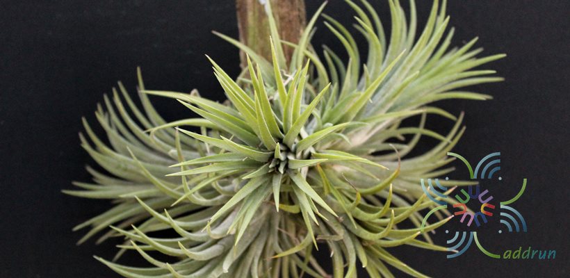 ทิลแลนเซีย #5 (ทิลแอนด์เซีย) Tillandsia ionantha Planch.
