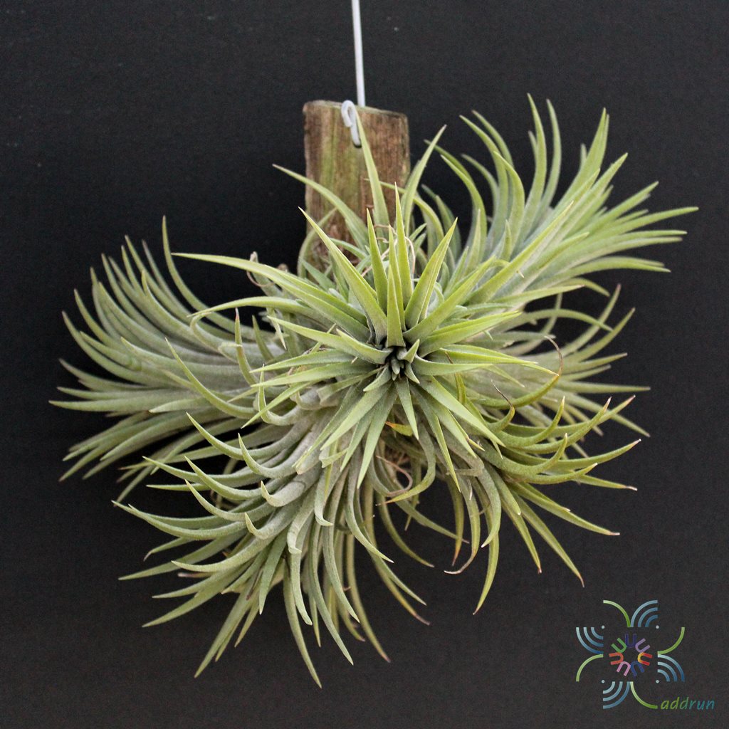 ทิลแลนเซีย #5 (ทิลแอนด์เซีย) Tillandsia ionantha Planch.