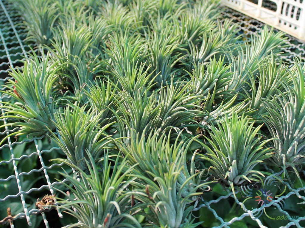 ทิลแลนเซีย #5 (ทิลแอนด์เซีย) Tillandsia ionantha Planch.