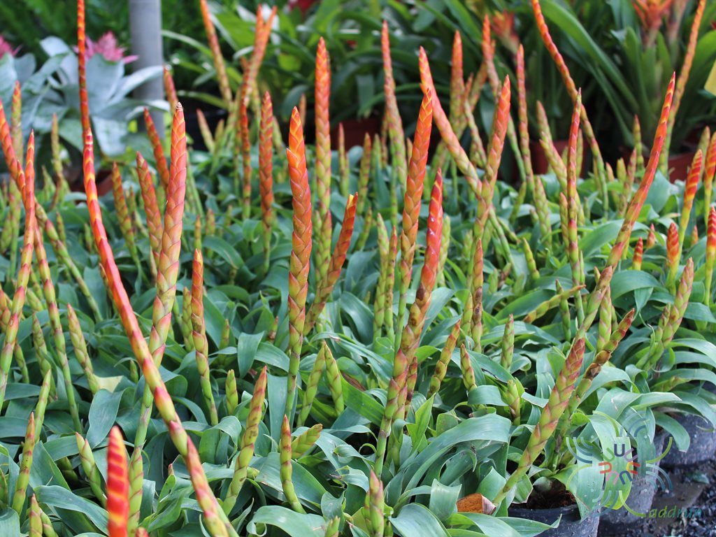 สับปะรดสี รีซี Vriesea sp.