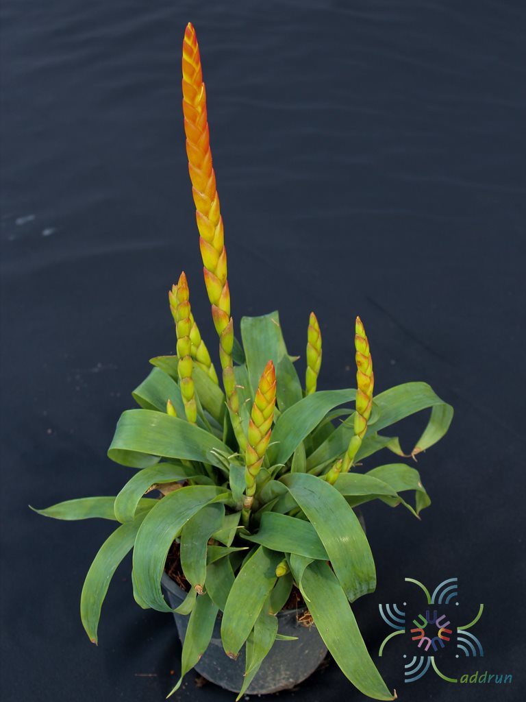 สับปะรดสี รีซี Vriesea sp.