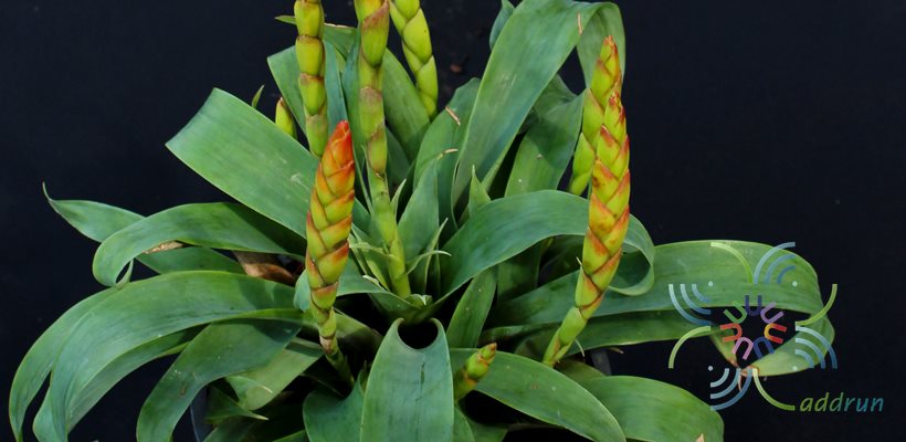 สับปะรดสี รีซี Vriesea sp.