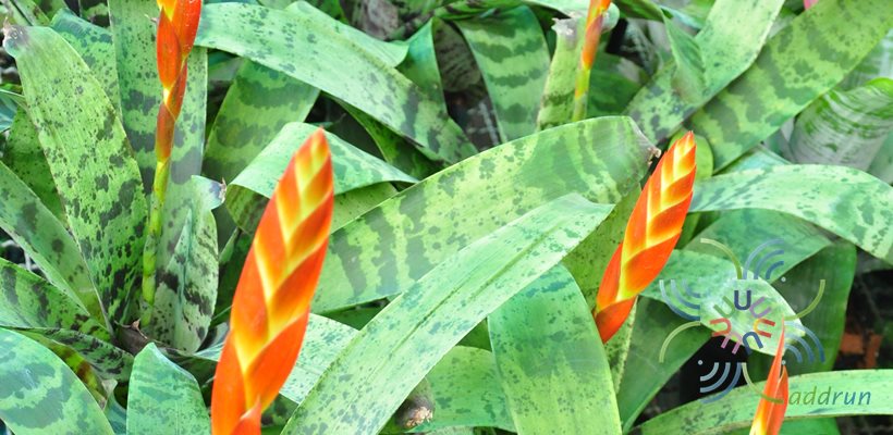 สับปะรดสี ดาบเศรษฐี Vriesea splendens (Brongn.) Lem.