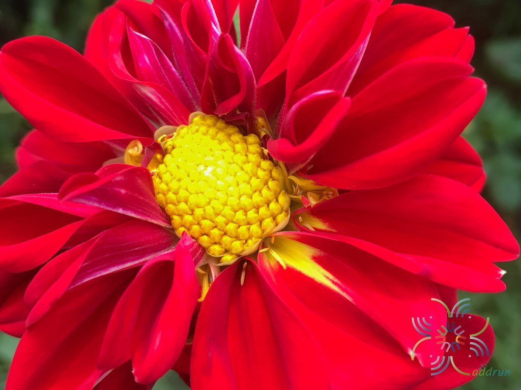 รักแรก Dahlia pinnata Cav.