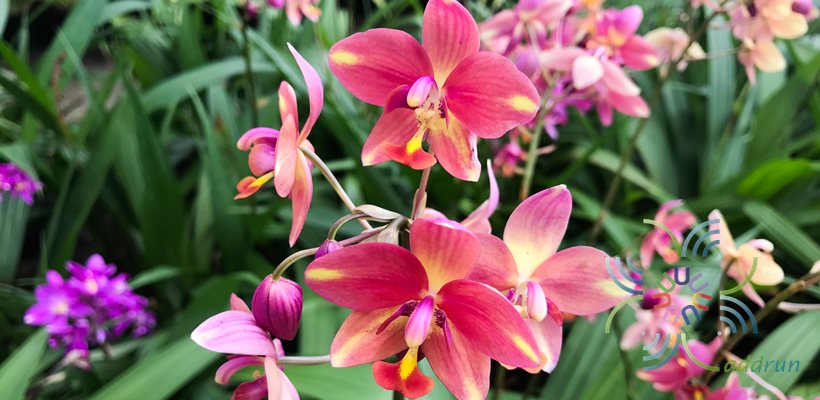 เอื้องดินใบหมาก Spathoglottis plicata Blume