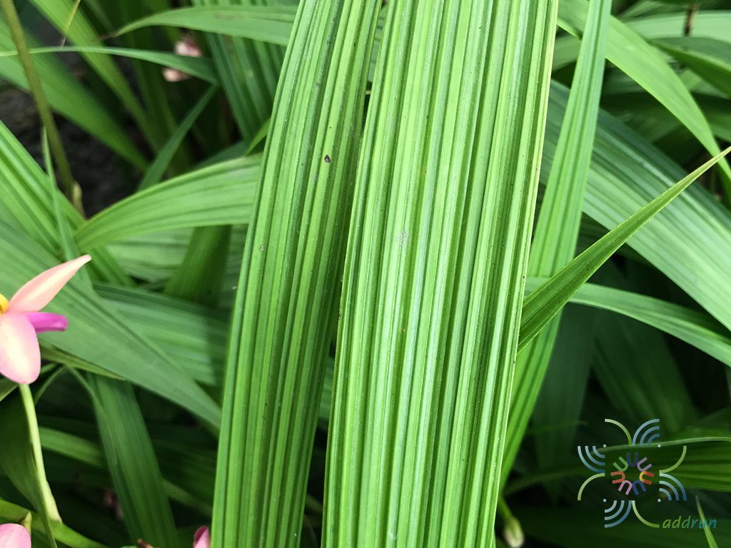 เอื้องดินใบหมาก Spathoglottis plicata Blume