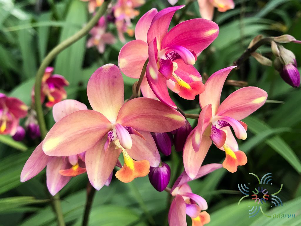 เอื้องดินใบหมาก Spathoglottis plicata Blume