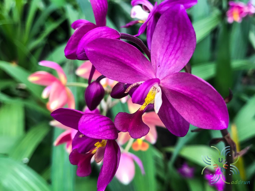 เอื้องดินใบหมาก Spathoglottis plicata Blume