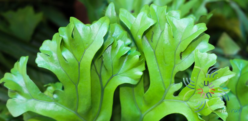 เฟินเขากวางมูส Microsorum punctatum (L.) Copel.