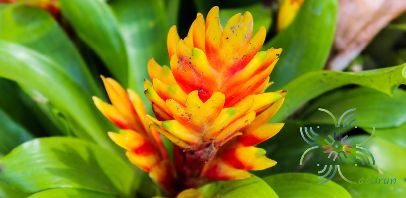สับปะรดสี ทิฟฟานี Vriesea ‘tiffany’
