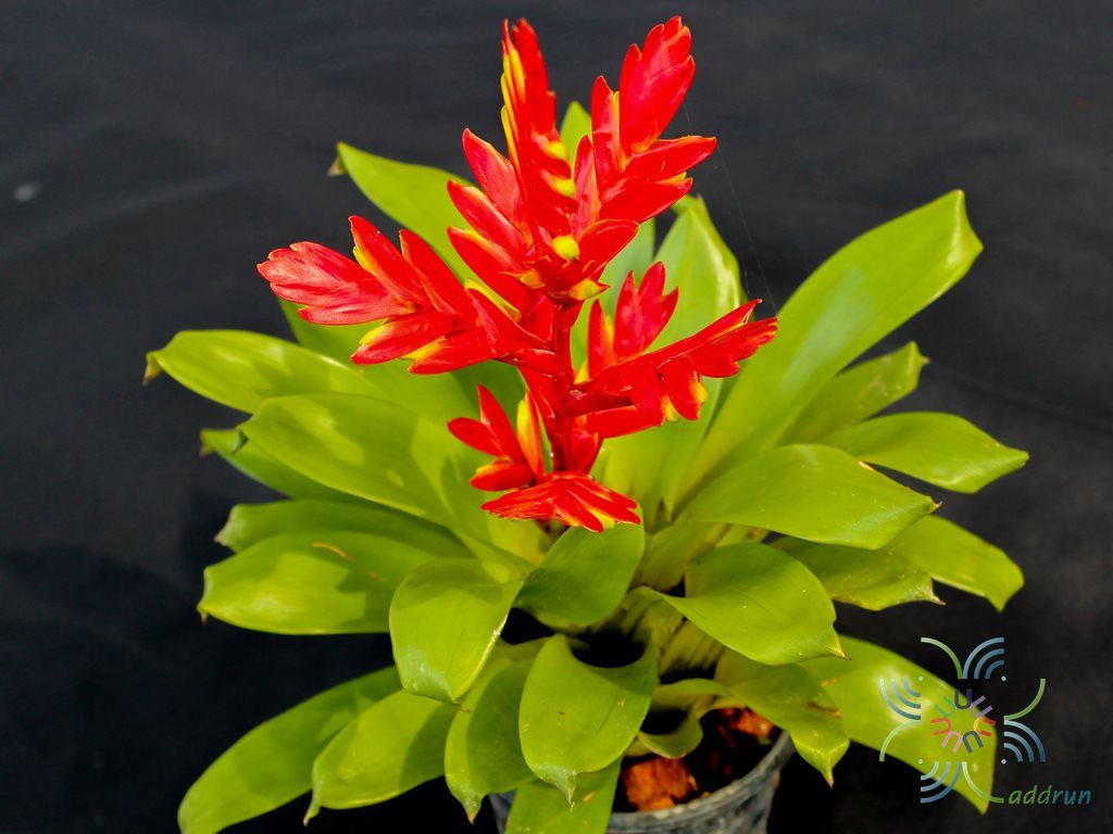 สับปะรดสี ทิฟฟานี Vriesea ‘tiffany’