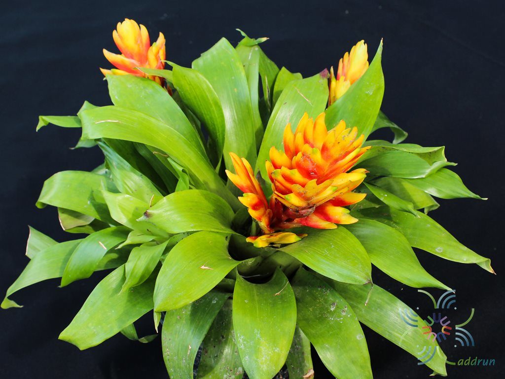 สับปะรดสี ทิฟฟานี Vriesea ‘tiffany’