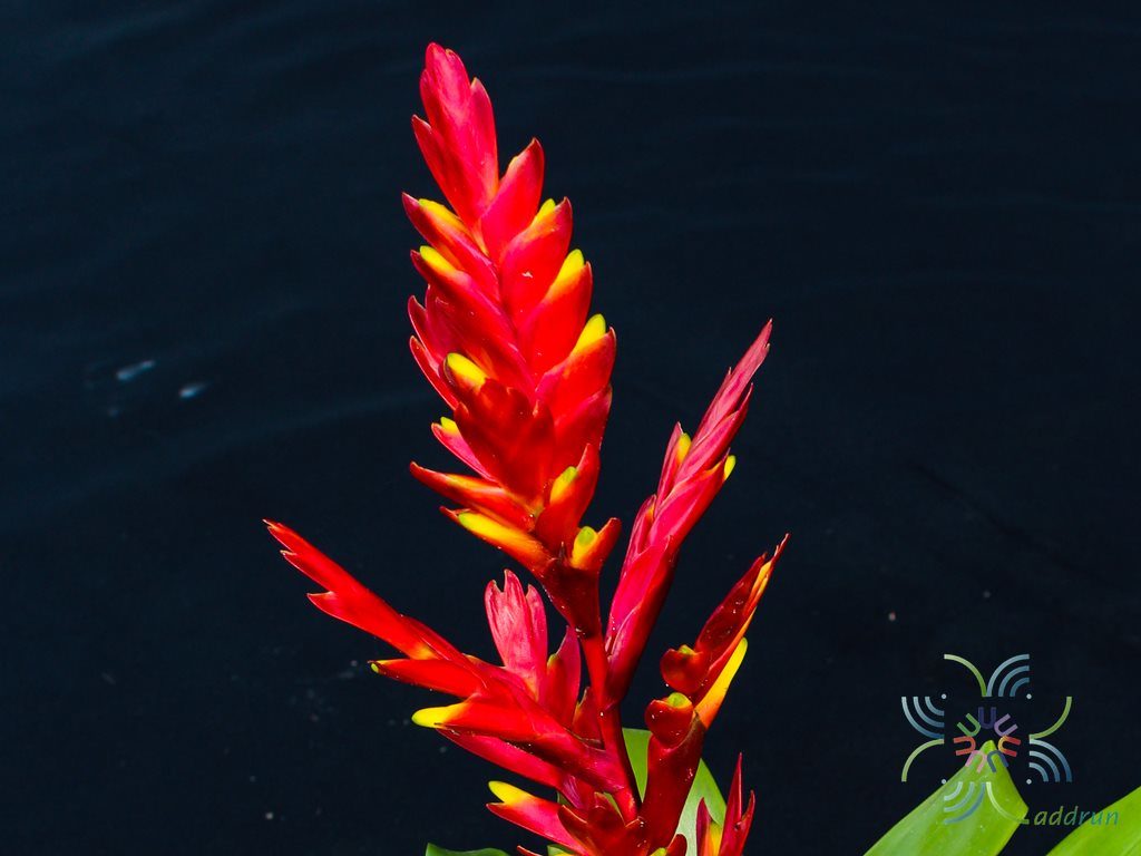 สับปะรดสี ทิฟฟานี Vriesea ‘tiffany’