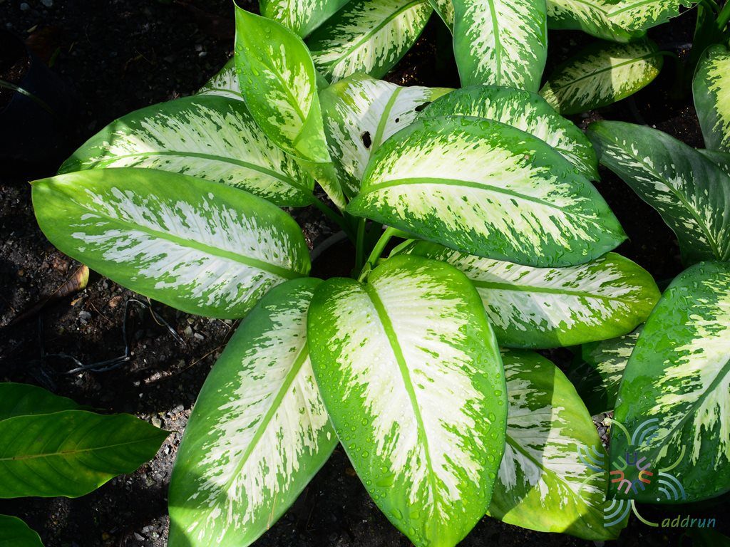 สาวน้อยประแป้ง Dieffenbachia seguine (Jacq.) Schott