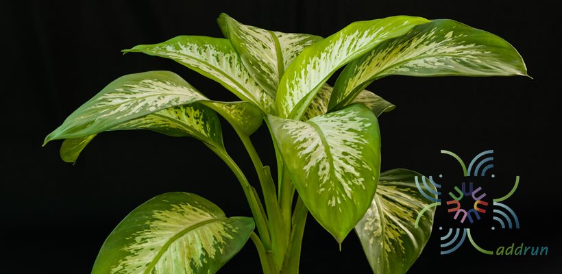สาวน้อยประแป้ง Dieffenbachia seguine (Jacq.) Schott