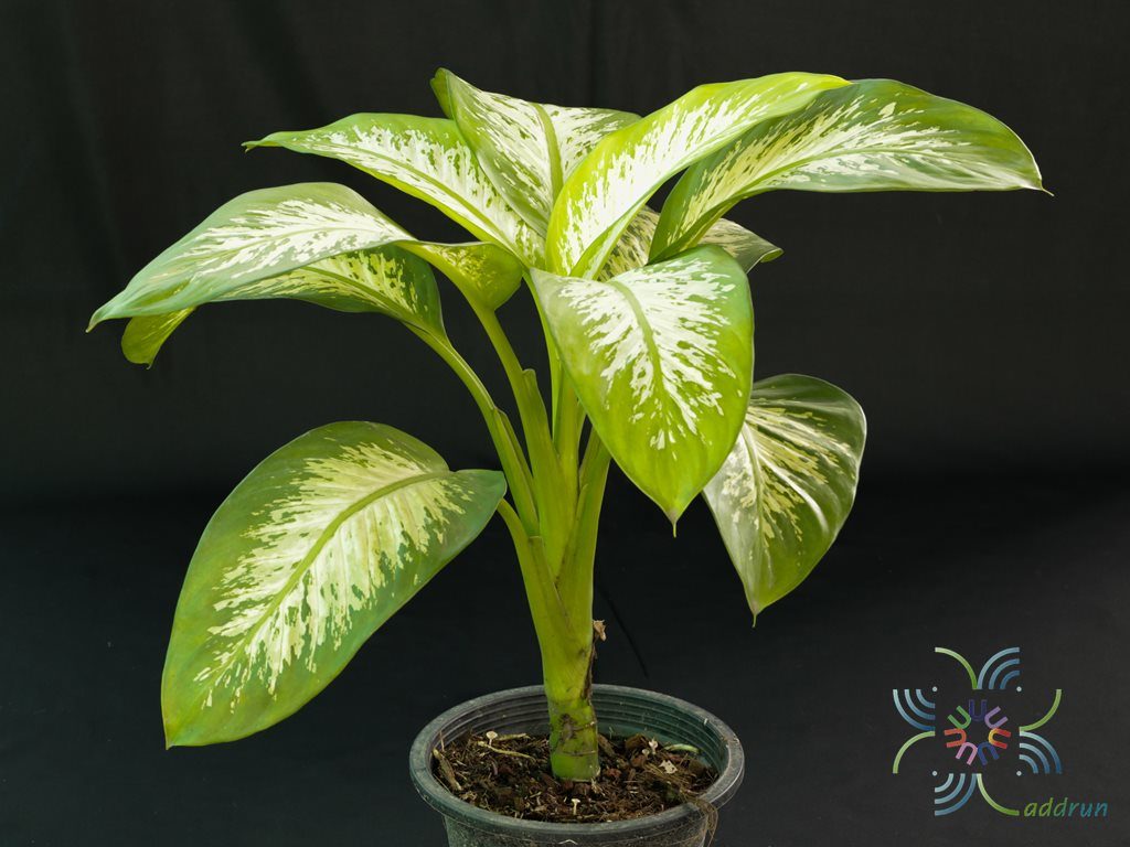 สาวน้อยประแป้ง Dieffenbachia seguine (Jacq.) Schott