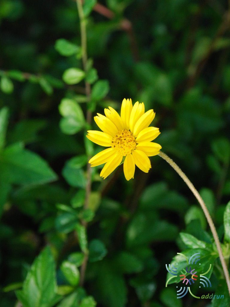 กระดุมทองเลื้อย Wedelia trilobata (L.) Hitchc.