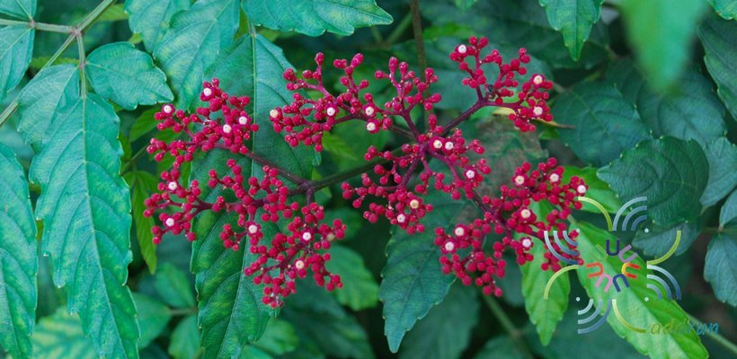 กะตังใบ Leea indica (Burm. f.) Merr.