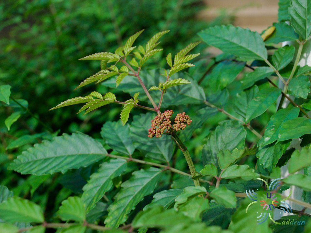 กะตังใบ Leea indica (Burm. f.) Merr.