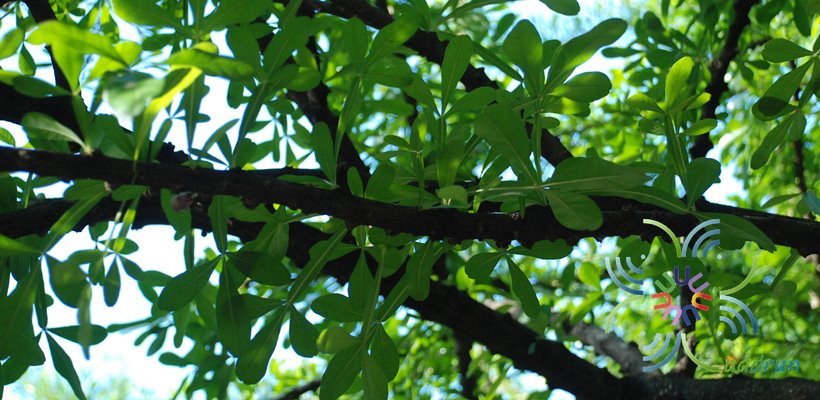 ตีนเป็ดฝรั่ง Crescentia alata Kunth