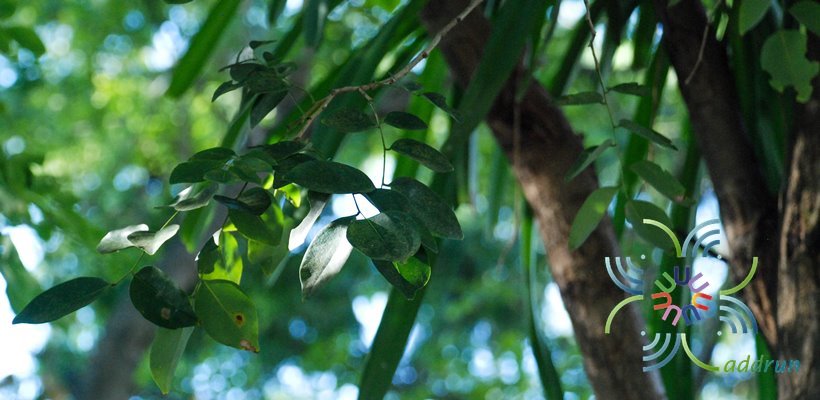 พะยูง Dalbergia cochinchinensis Pierre