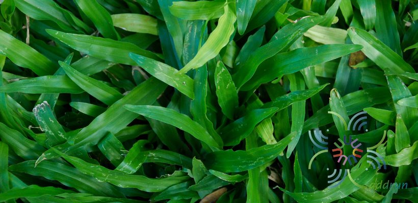 หญ้ามาเลย์ Axonopus compressus (Sw.) P.Beauv.