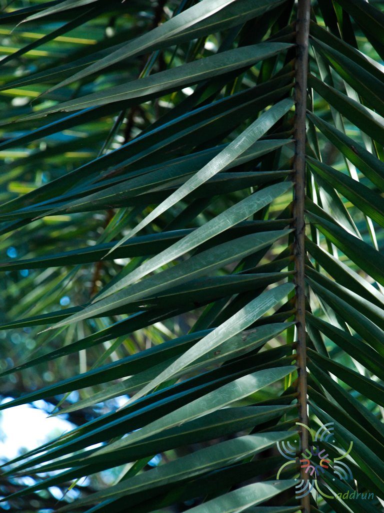 อินทผาลัมใบเงิน Phoenix sylvestris (L.) Roxb.