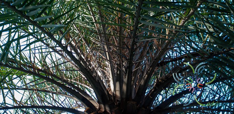อินทผาลัมใบเงิน Phoenix sylvestris (L.) Roxb.