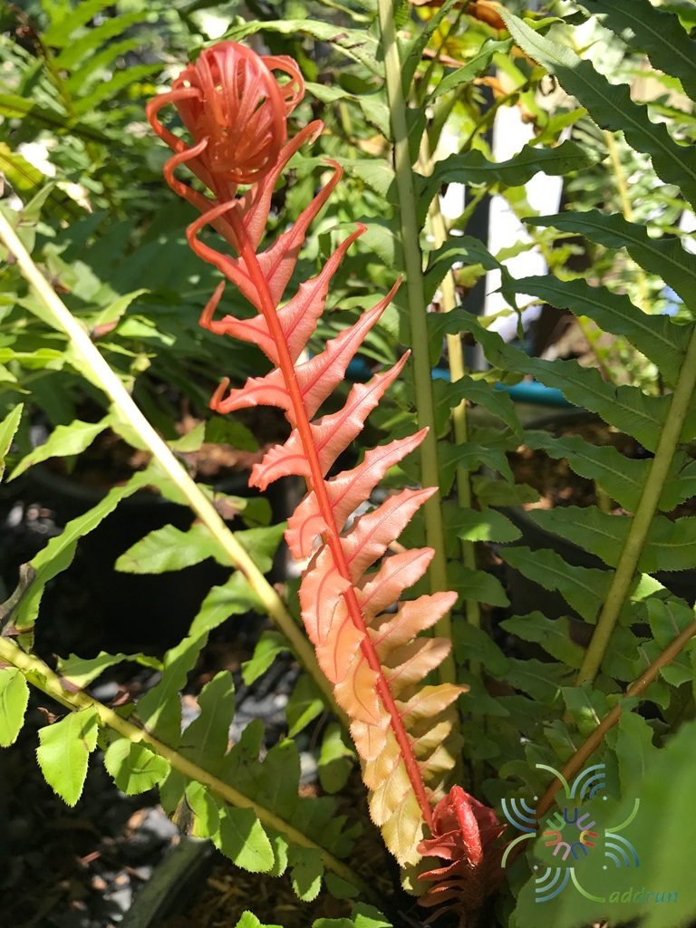 กูดดอย Blechnum brasiliense Desv.