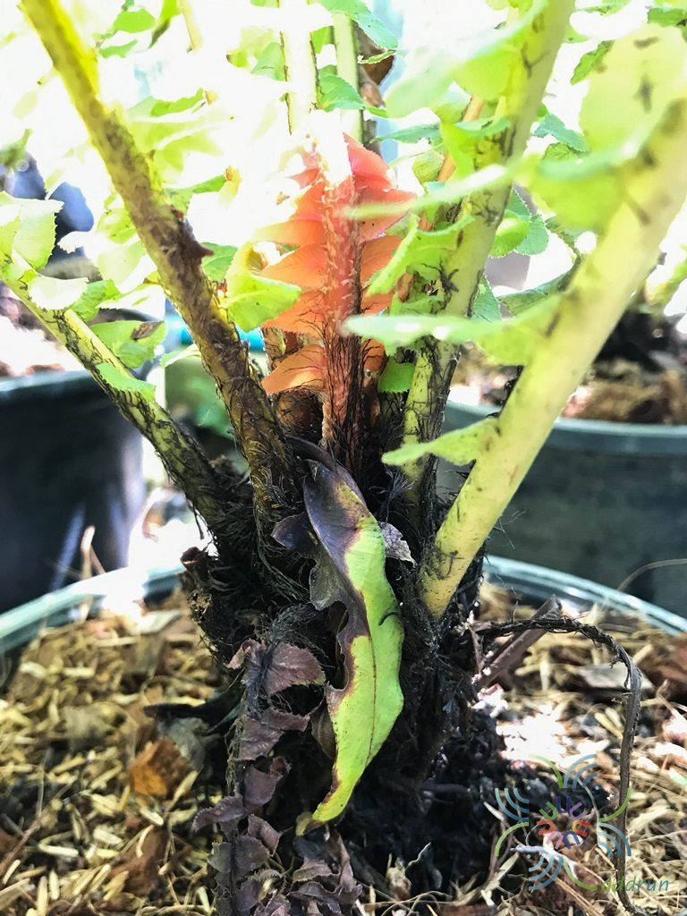 กูดดอย Blechnum brasiliense Desv.