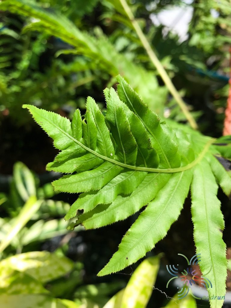 กูดดอย Blechnum brasiliense Desv.