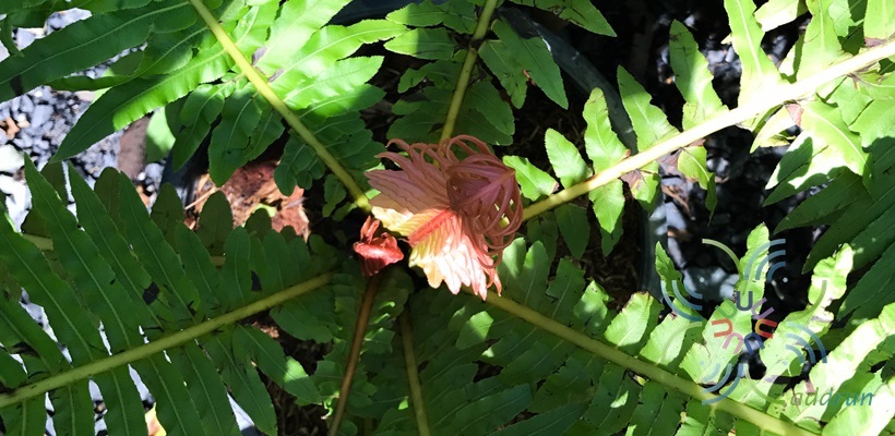 กูดดอย Blechnum brasiliense Desv.