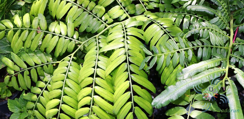 เฟินกีบแรดไทย Angiopteris evecta (G.Forst.) Hoffm