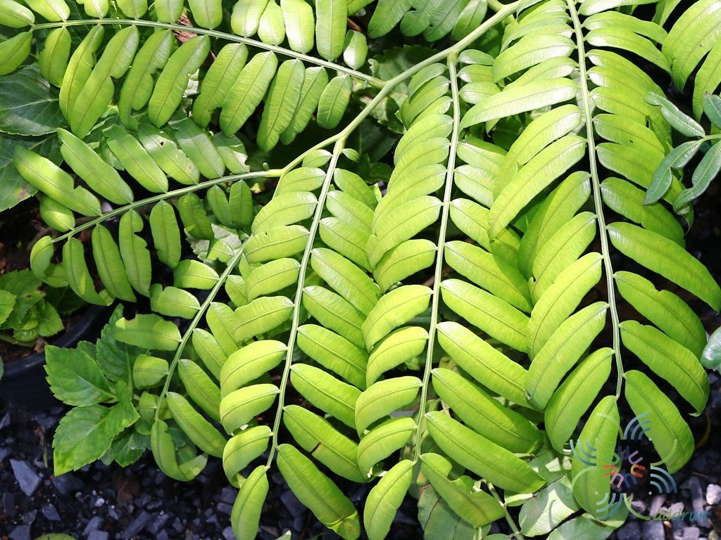 เฟินกีบแรดไทย Angiopteris evecta (G.Forst.) Hoffm