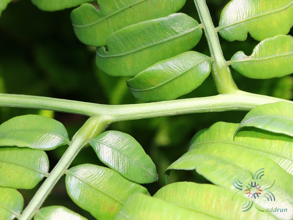 เฟินกีบแรดไทย Angiopteris evecta (G.Forst.) Hoffm