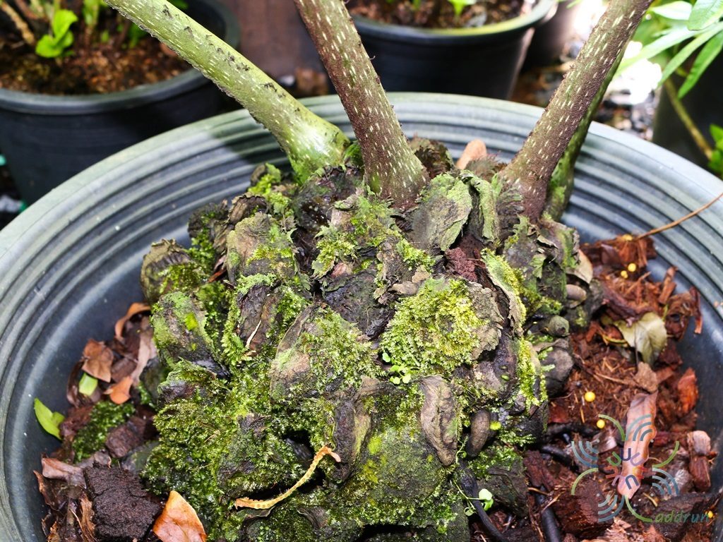 เฟินกีบแรดไทย Angiopteris evecta (G.Forst.) Hoffm