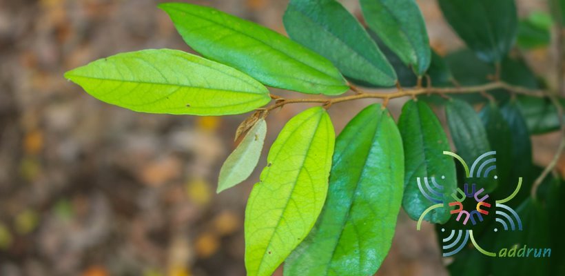 รวงผึ้ง Schoutenia glomerata King