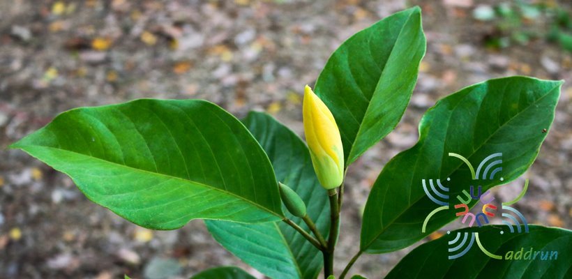 มนต์จำปา Magnolia liliifera × M. champaca 'Monchampa'