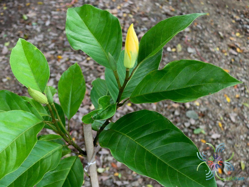 มนต์จำปา Magnolia liliifera × M. champaca 'Monchampa'