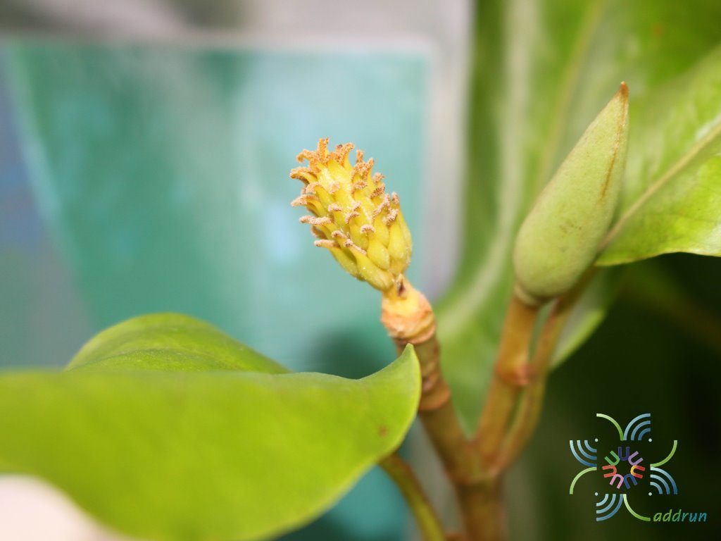 มนต์จำปา Magnolia liliifera × M. champaca 'Monchampa'