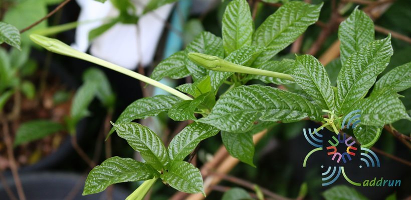 พุดแตรงอน Euclinia longiflora Salisb.